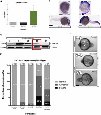 Glycine Regulates Neural Stem Cell Proliferation During Development via Lnx1-Dependent Notch Signaling